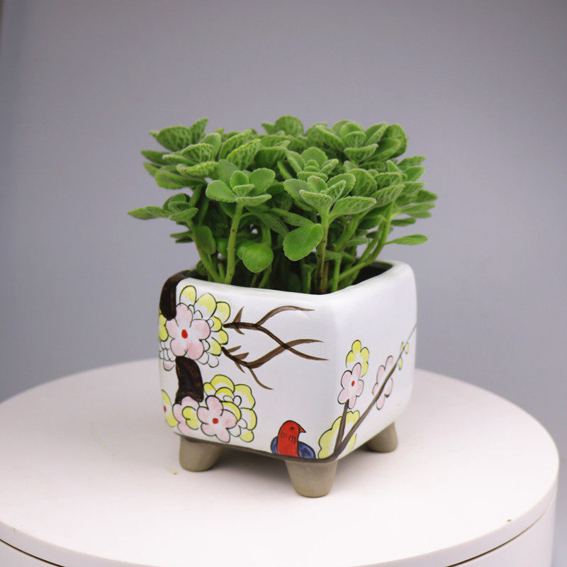 碰碰香盆栽一抹香猪发财香草多肉植物驱蚊驱虫净化空气绿植花盆景