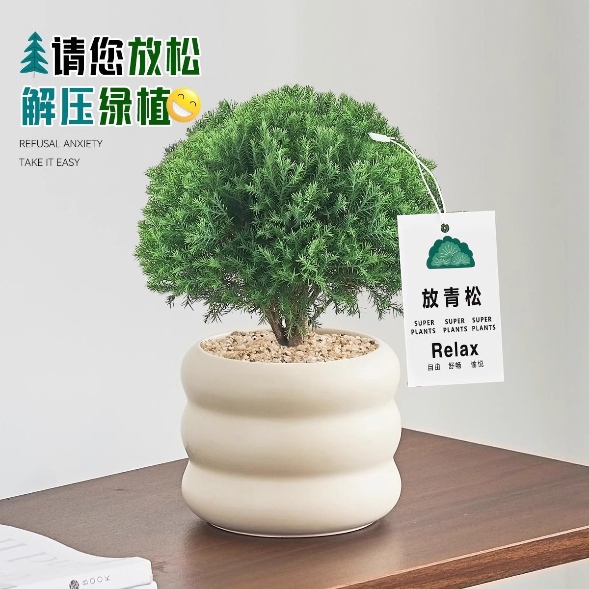 放青松雾凇盆栽客厅办公室桌面绿植小盆景四季常青好养活情绪稳定