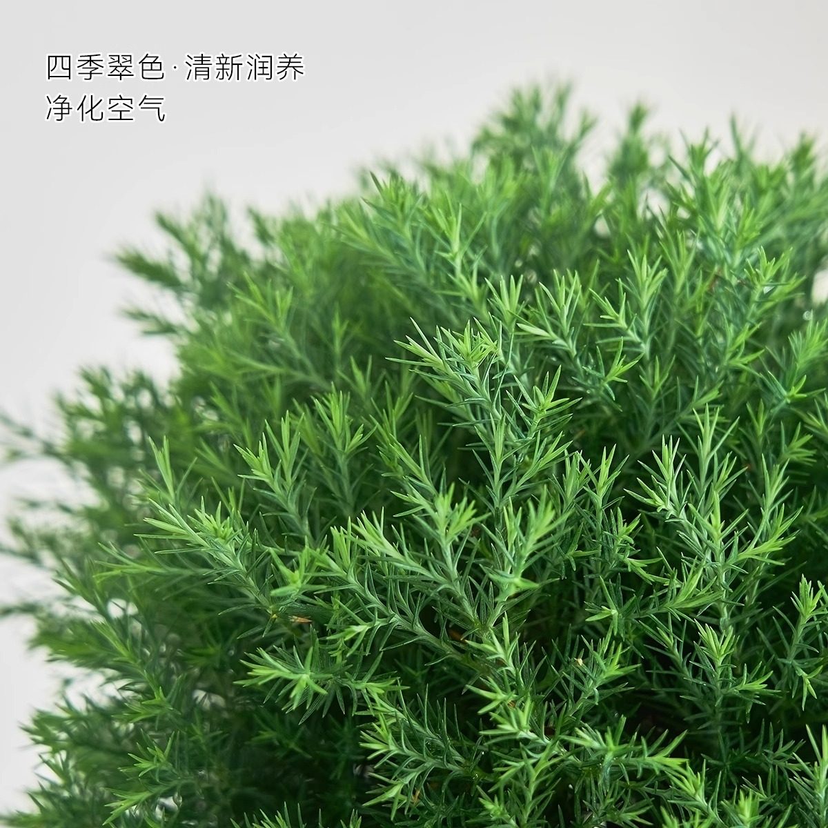 放青松雾凇盆栽客厅办公室桌面绿植小盆景四季常青好养活情绪稳定