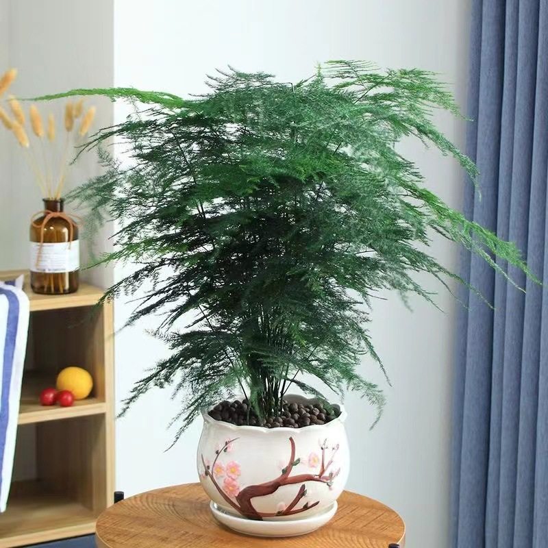 文竹盆栽绿植花卉盆景植物室内客厅水培文松云竹带盆大苗四季常青