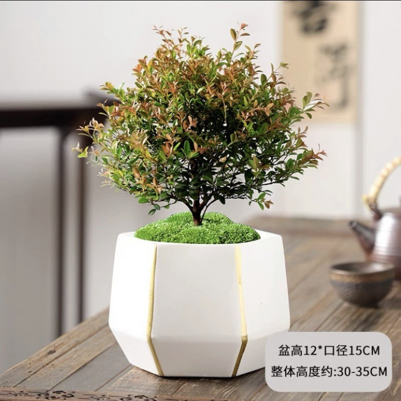 小叶赤楠老桩盆景苗植物花卉微景观水培办公室内好养四季常青盆栽