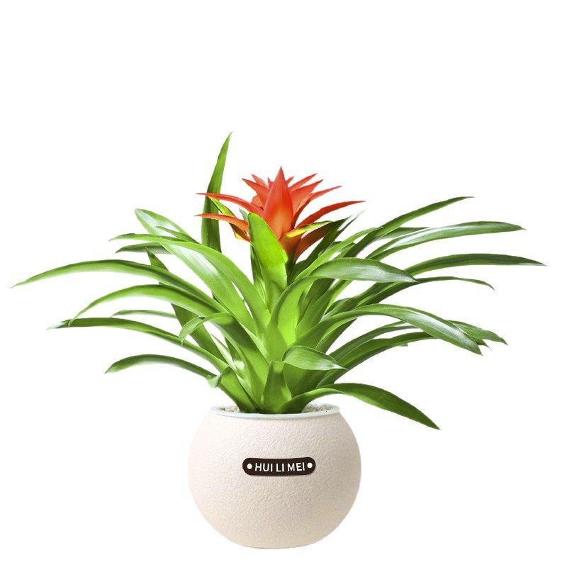 绿植室内小盆栽发财树绿萝高级感客厅水培植物懒人适合冬天养的花