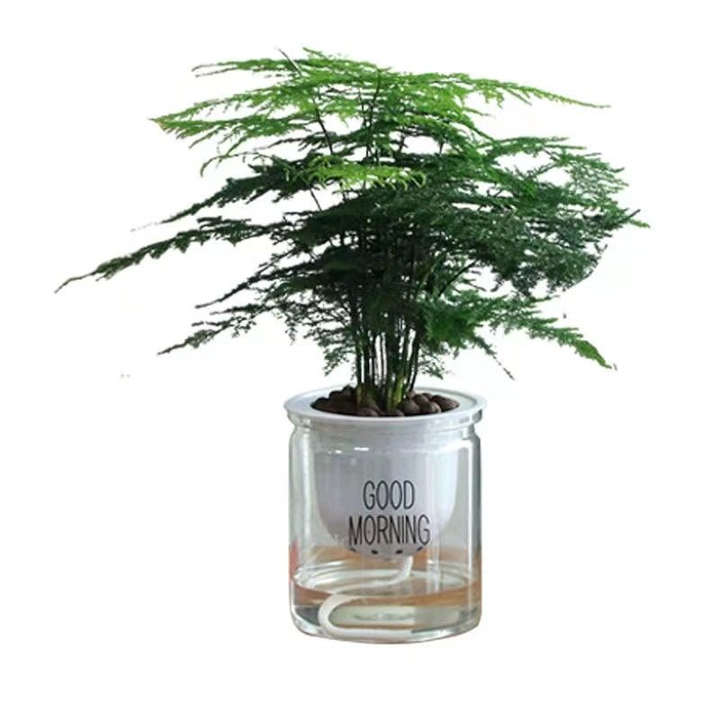 文竹盆栽绿植花卉盆景植物室内客厅水培文松云竹带盆大苗四季常青