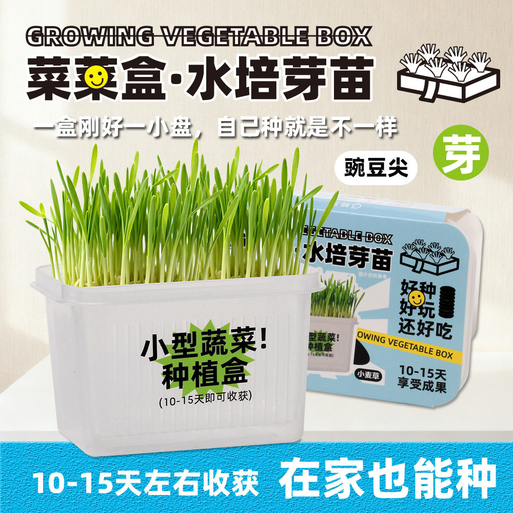 儿童水培种植迷你小盆栽发芽苗观察盒植物生长无土栽培小学生实验