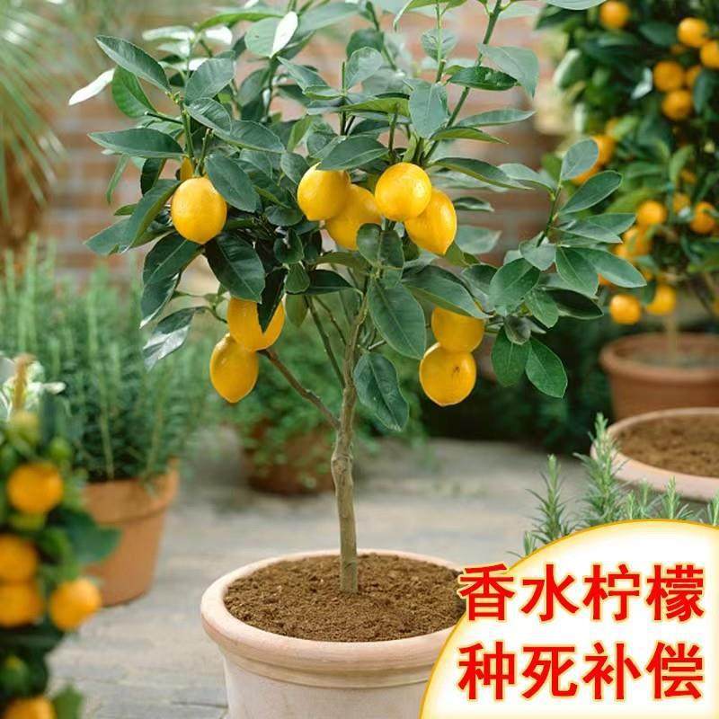 香水柠檬树苗盆栽带果室内室外结果无籽四季柠檬苗开花可食用盆景