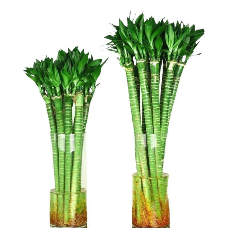 带根文昌竹龙竹富贵竹转运竹水养植物客厅室好养内盆栽水培绿