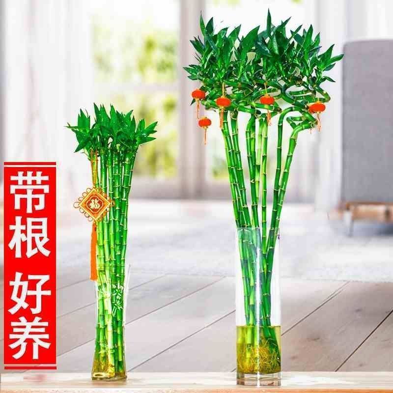 带根转运竹水培富贵竹植物开运竹水养客厅弯竹子盆栽招财室内