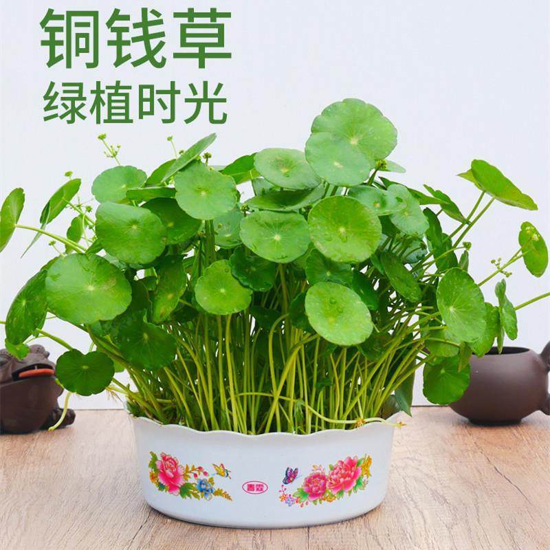 水培植物铜钱草金钱草带叶子室内水养花卉绿植盆栽办公四季好养活
