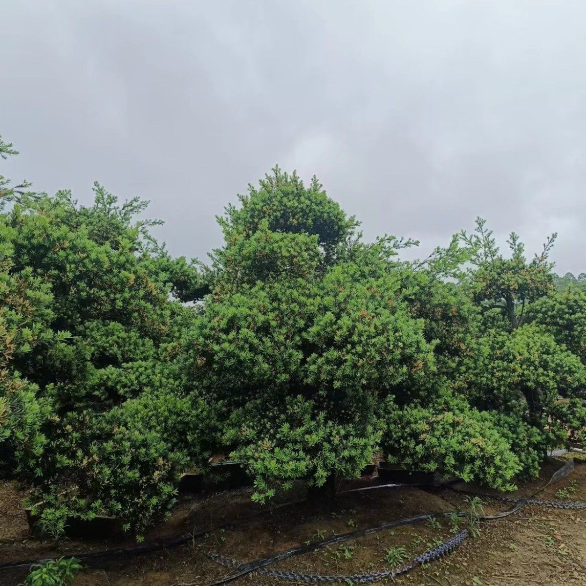 25-35公分罗汉松浙江雀舌罗汉松15-35公分罗汉松