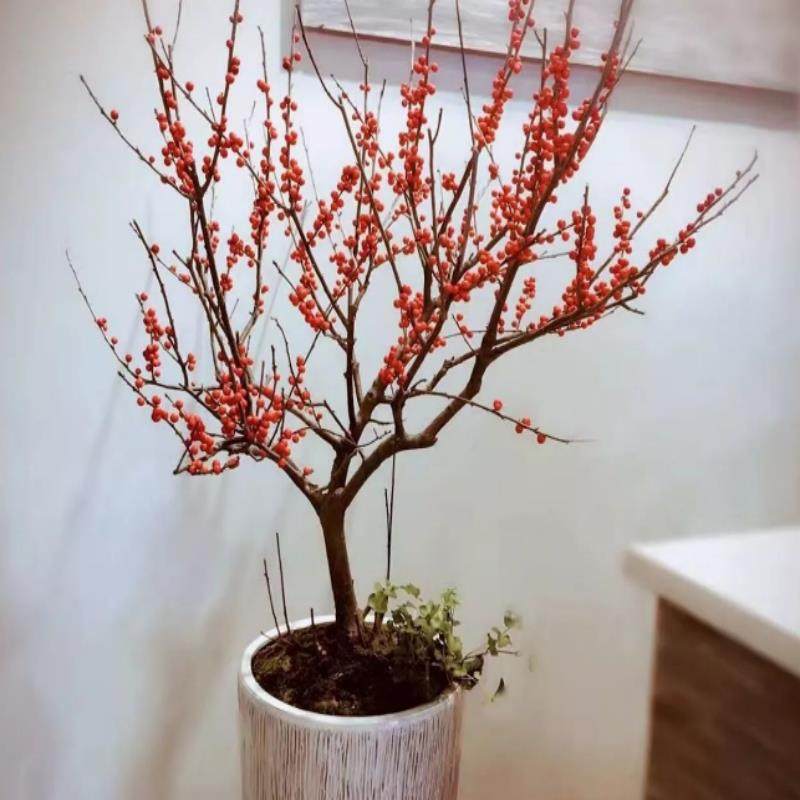 【带果北美冬青盆栽】室内庭院盆景年宵花卉冬红果耐寒花卉树苗