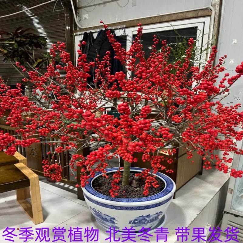 【带果北美冬青盆栽】室内庭院盆景年宵花卉冬红果耐寒花卉树苗