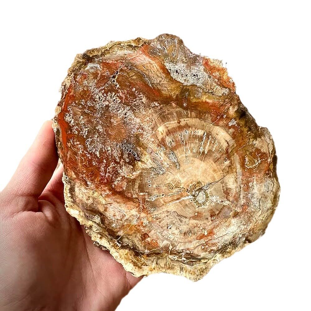 Ancient Rings — Petrified Wood Slice Coaster & Display