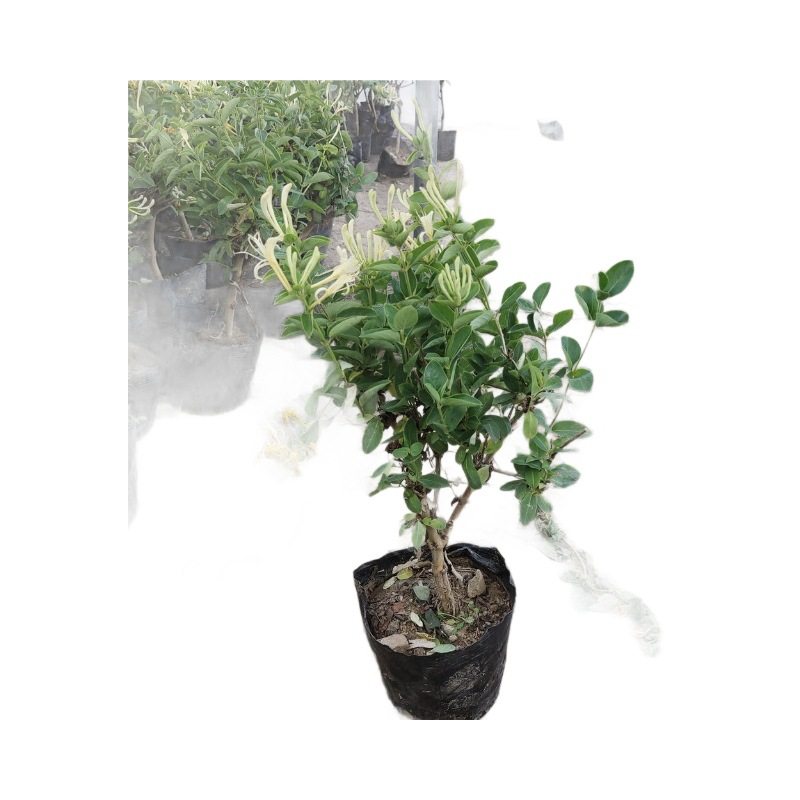 红白金银花盆栽盆景食用药用花卉地栽阳台室外爬藤浓香型四季