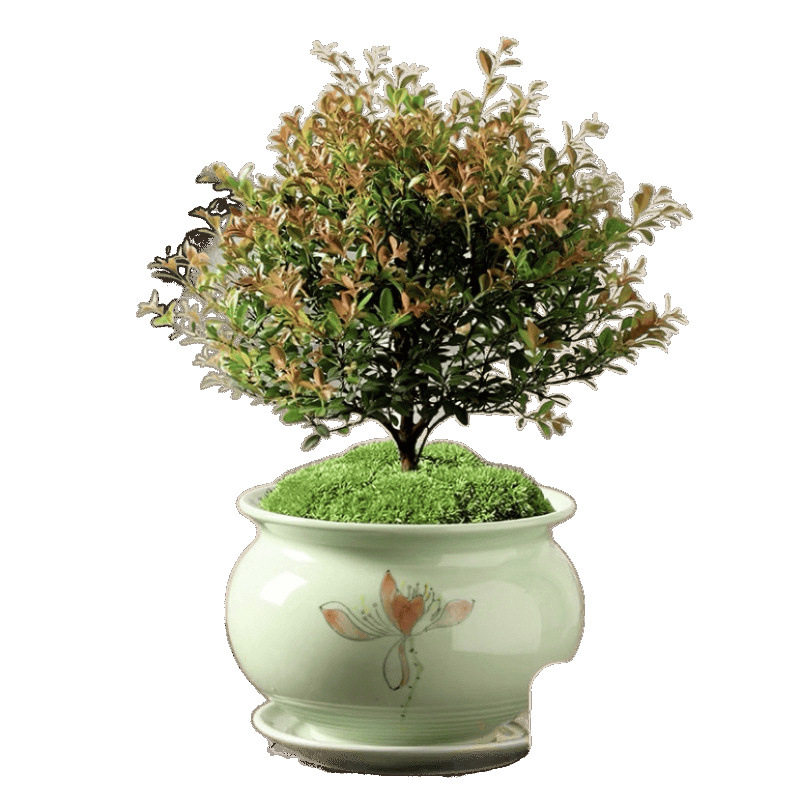 小叶赤楠老桩盆景苗植物花卉微景观水培办公室内好养四季常青盆栽