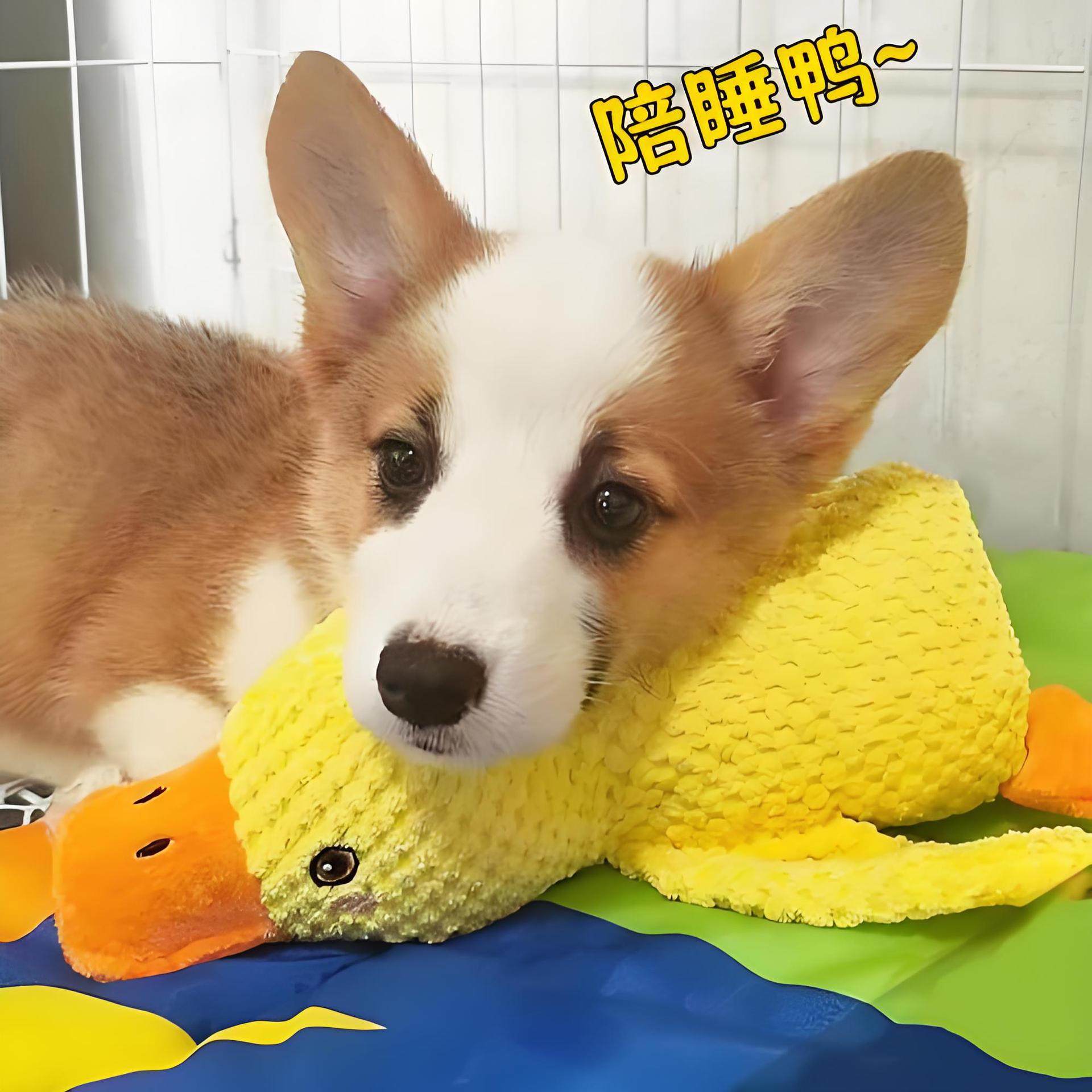 狗狗玩具解闷神器消耗体力中大型犬发声柯基耐咬宠物毛绒自嗨泰迪