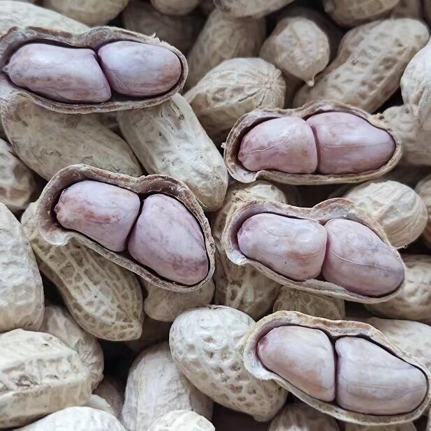 福建龙岩花生带壳原味水煮花生批发办公休闲食品宿舍花生零食