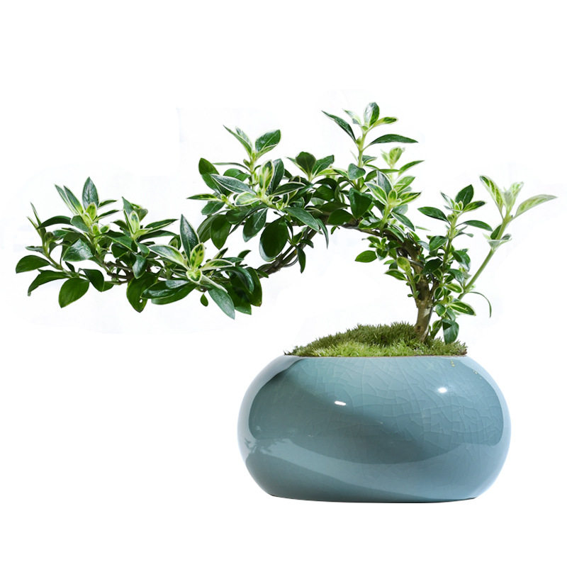 室内桌面小盆栽办公室好养活悬崖六月雪盆景植物四季常青绿植花卉