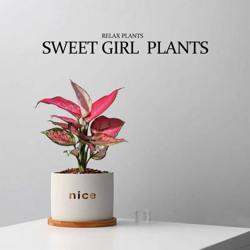 五福发财树小盆栽室内植物办公室桌面小绿植盆栽植物室内花卉盆栽