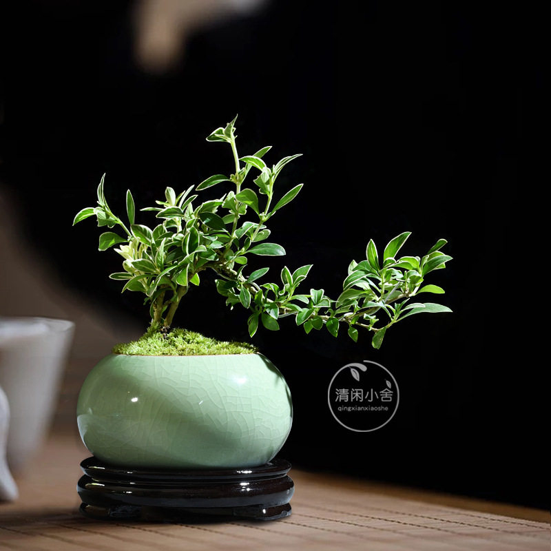室内桌面小盆栽办公室好养活悬崖六月雪盆景植物四季常青绿植花卉