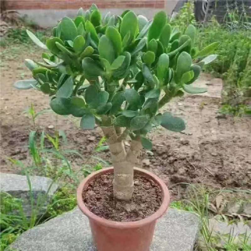 玉树盆栽老桩盆景大型含盆室内办公桌面绿植盆栽花卉