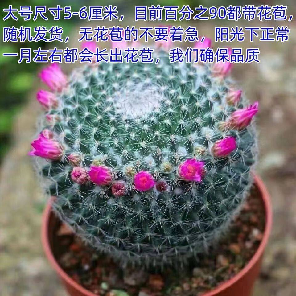 【小清新】玉翁仙人球带花苞小盆栽桌面绿植仙人球大全新款