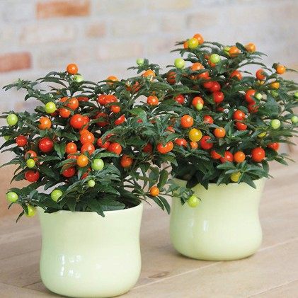 耐热耐寒多年生看樱桃 珊瑚豆 冬珊瑚 吉庆果红四季果 野海椒盆栽