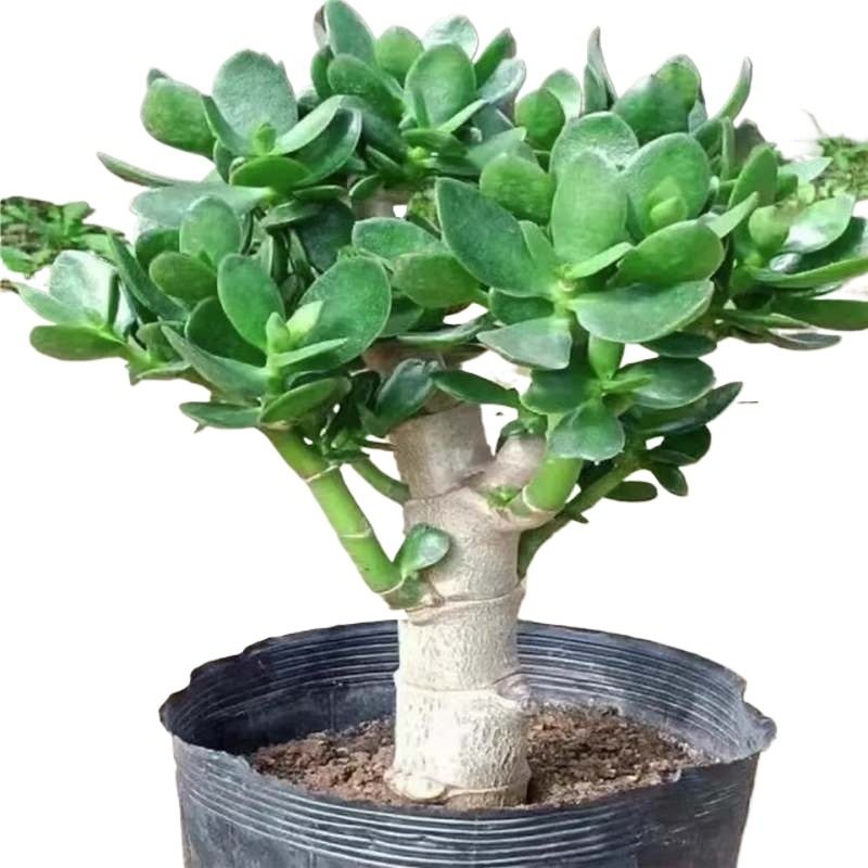 玉树盆栽老桩盆景大型含盆室内办公桌面绿植盆栽花卉