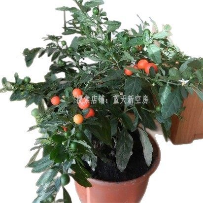 耐热耐寒多年生看樱桃 珊瑚豆 冬珊瑚 吉庆果红四季果 野海椒盆栽