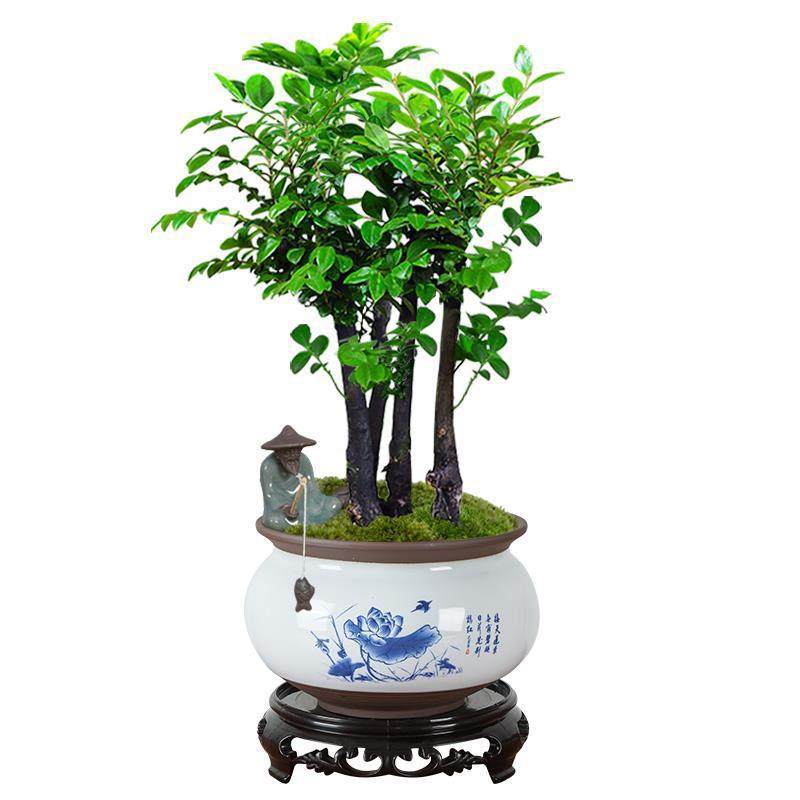 小叶紫檀盆景植物树苗盆栽办公室桌面室内花卉绿植好养活禅意摆件