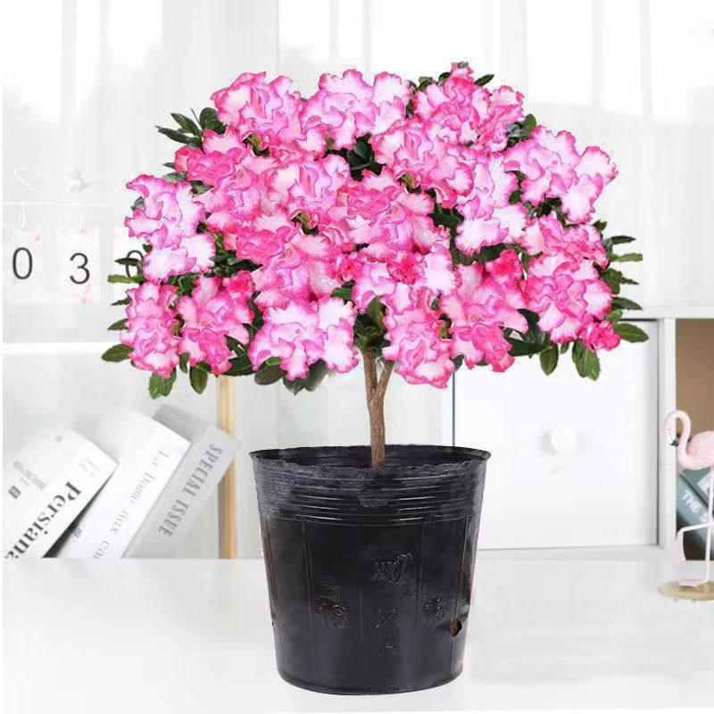 杜鹃花盆栽四季开花四季常青室内室外阳台花卉绿植盆景净化空气