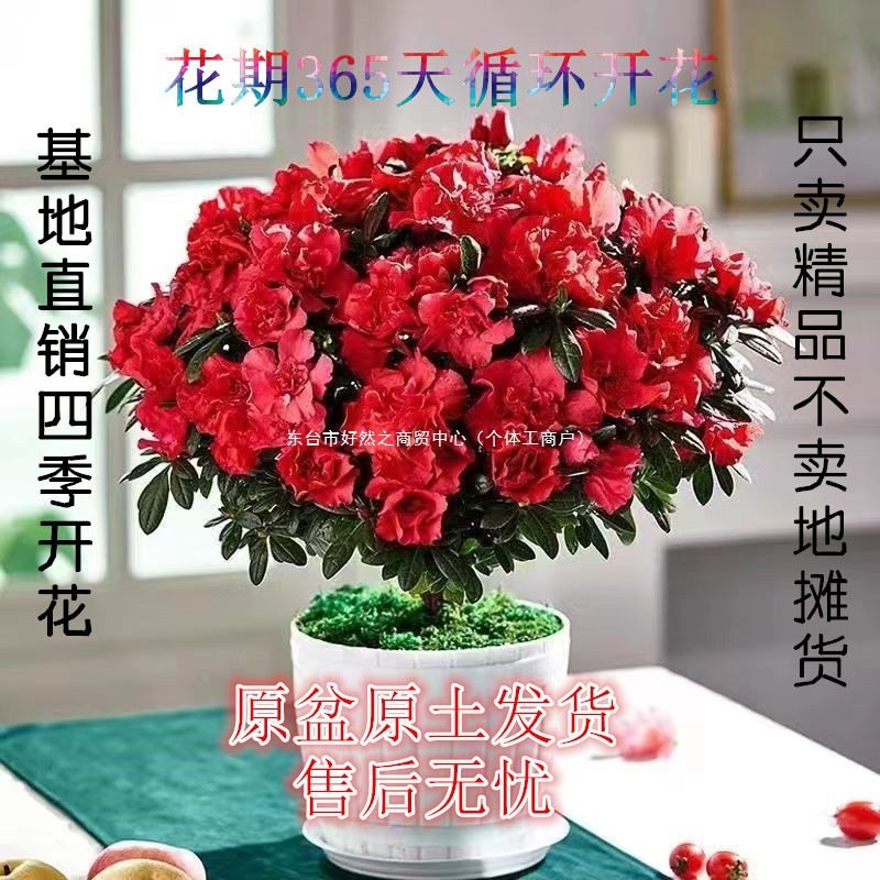 杜鹃花盆栽四季开花四季常青室内室外阳台花卉绿植盆景净化空气