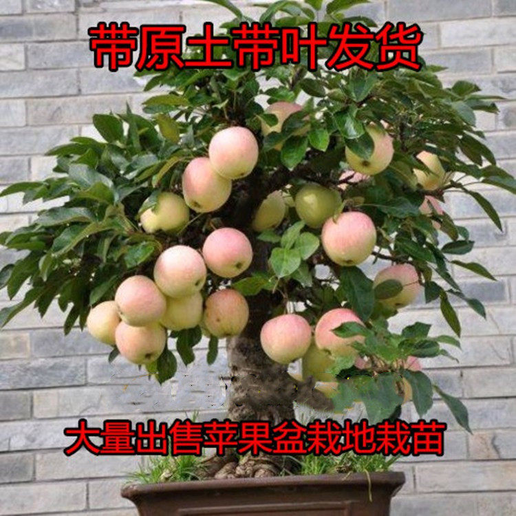 矮化苹果树盆栽地栽带果嫁接南北方种植红富士盆景树苗当年结果苗