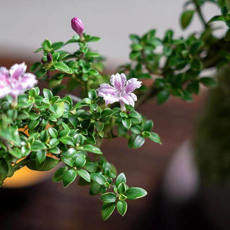 红花六月雪盆景悬崖老桩花卉盆景办公室内好养小盆栽绿植创意造型