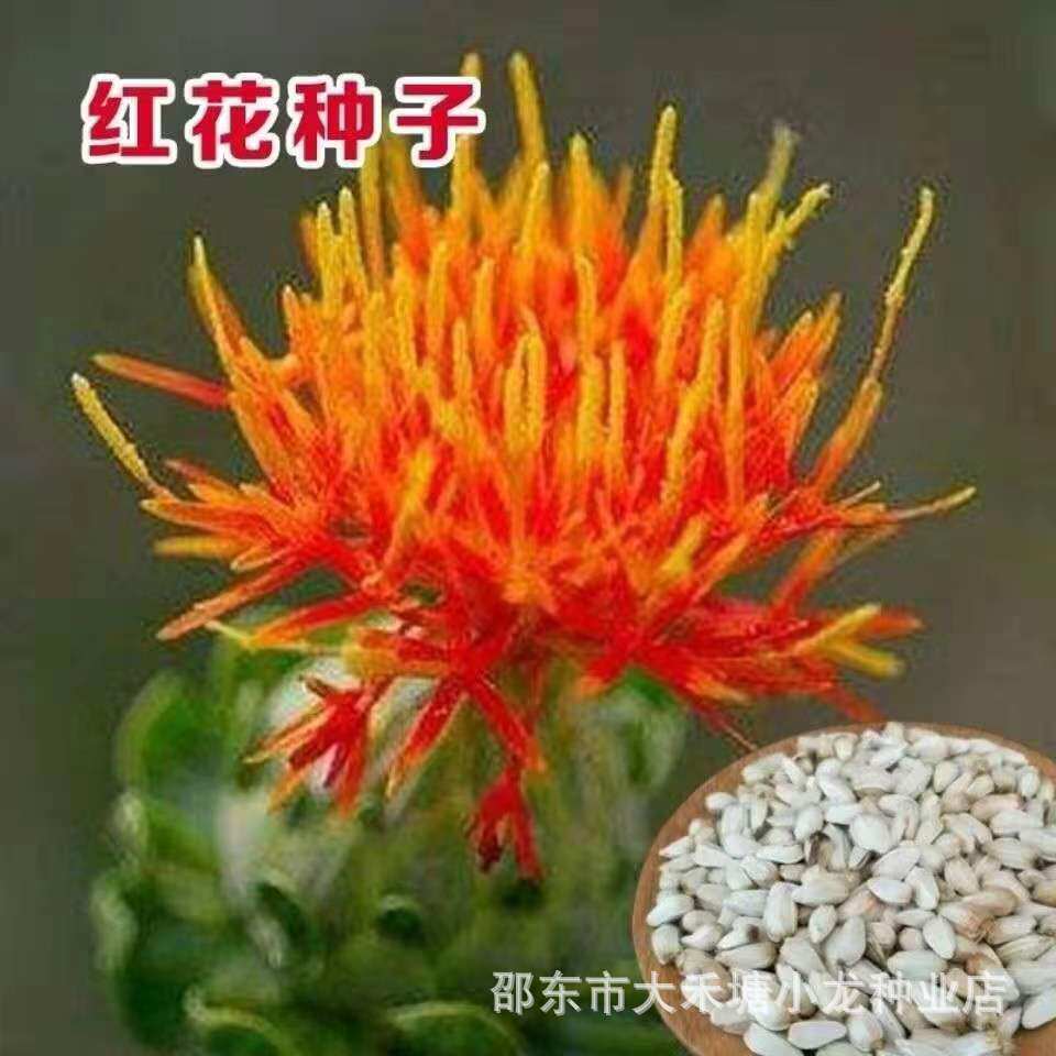 特级红花种子 藏红花种籽 纯正新疆无刺红花种孑春四季种植