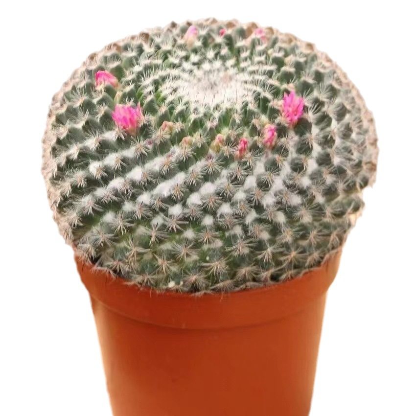 【小清新】玉翁仙人球带花苞小盆栽桌面绿植防辐射仙人球大全新款