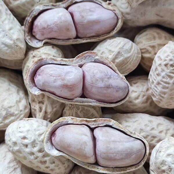 福建龙岩花生带壳原味水煮花生批发办公休闲食品宿舍花生零食