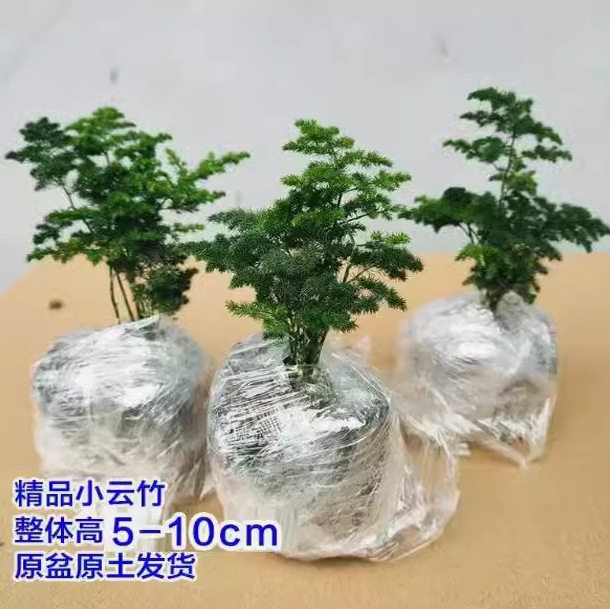 云竹 唐山矮生文竹云松竹假山盆景阳台办公室内桌面小盆栽绿植