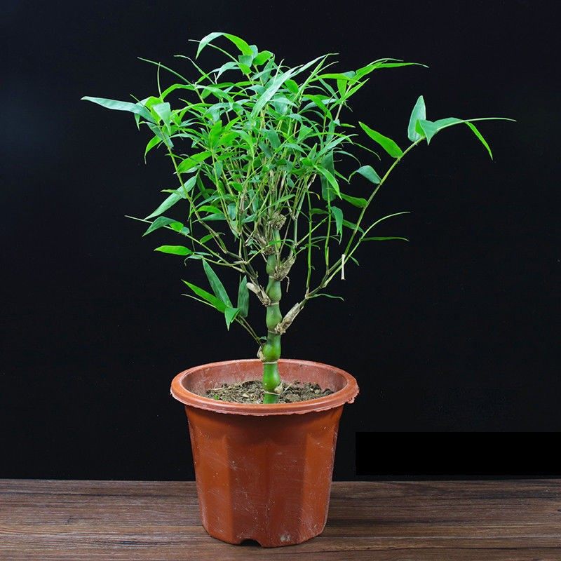 罗汉竹佛肚竹盆栽老桩室内客厅庭院绿植四季常青矮化竹子盆景好养