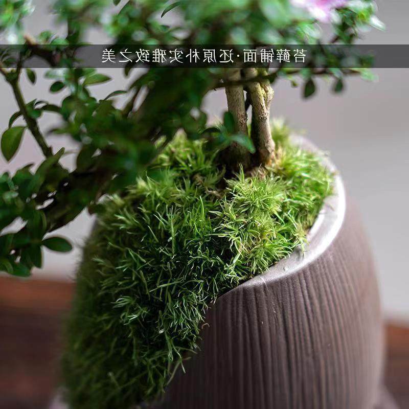 红花六月雪盆景悬崖老桩花卉盆景办公室内好养小盆栽绿植创意造型