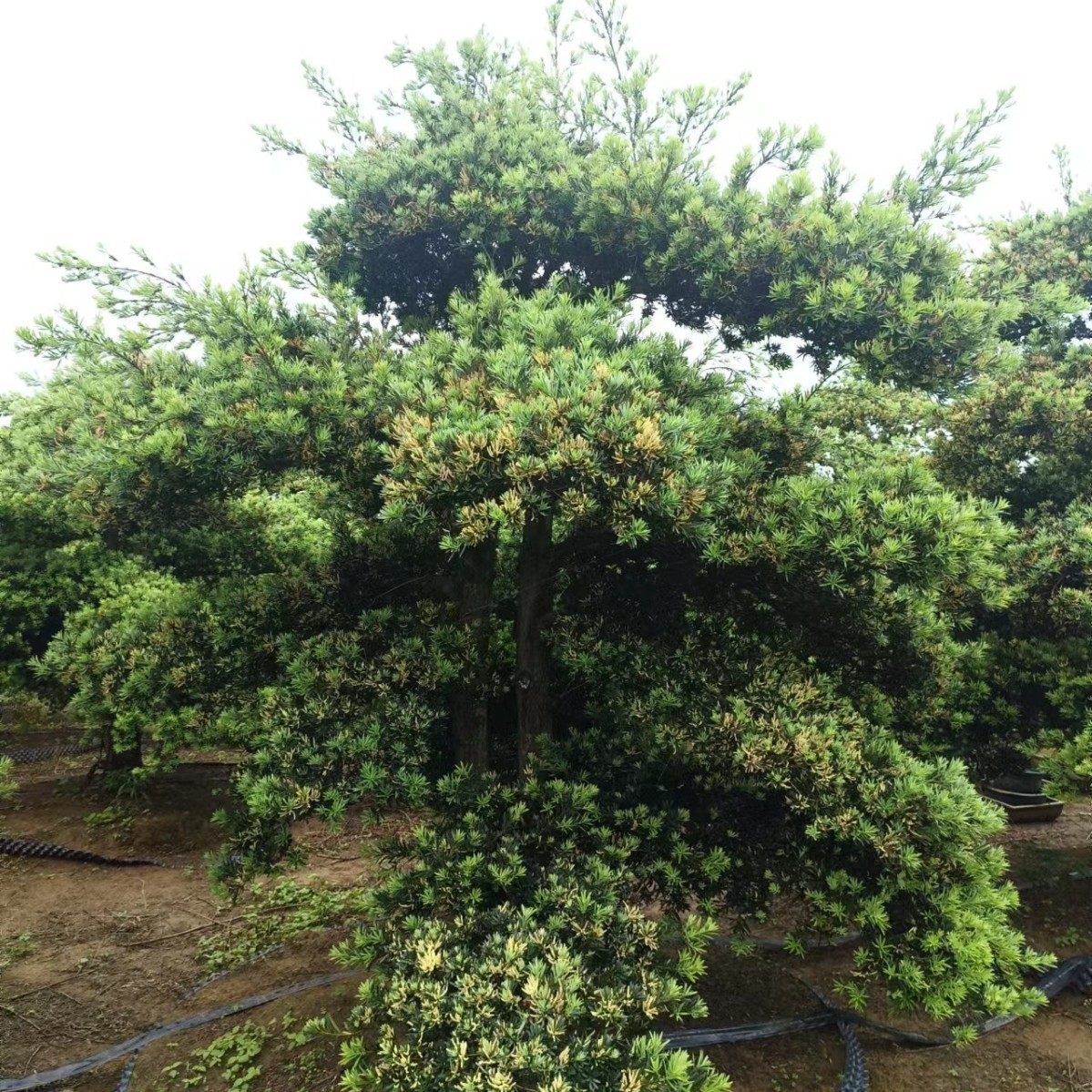 25-35公分罗汉松浙江雀舌罗汉松15-35公分罗汉松