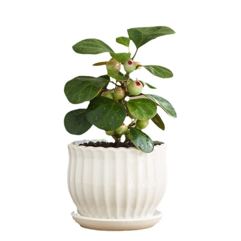 小叶赤楠老桩盆景苗植物花卉微景观水培办公室内好养四季常青盆栽