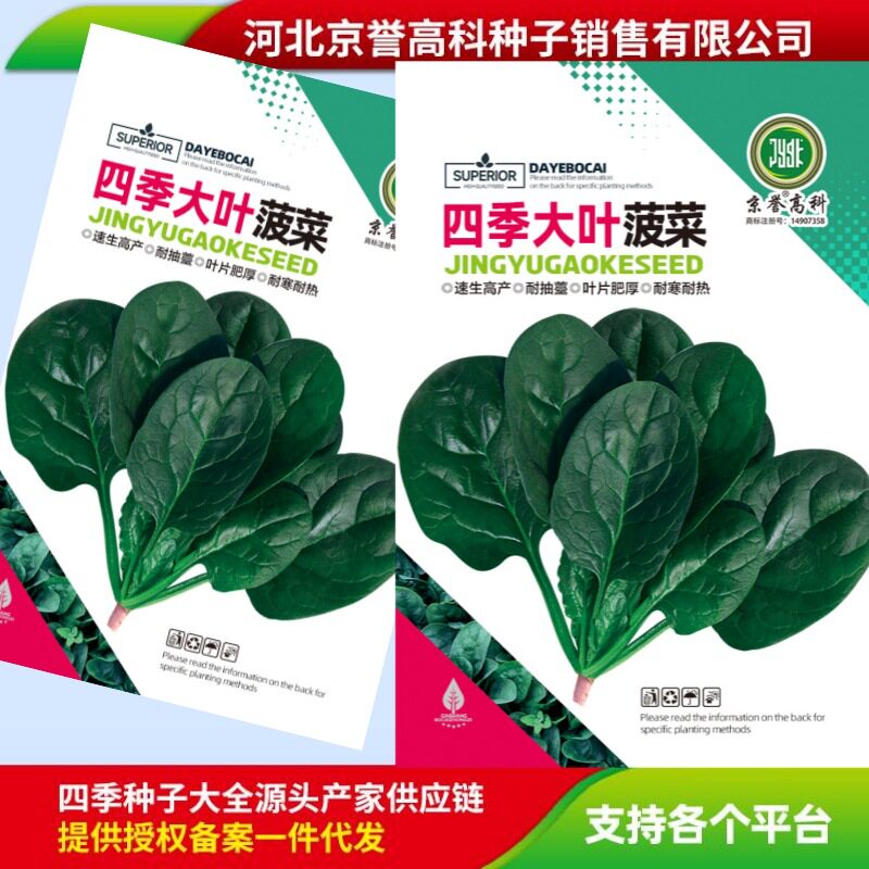 四季大叶菠菜小叶菠菜趴地菠菜种子家庭阳台小院蔬菜种籽一件代发