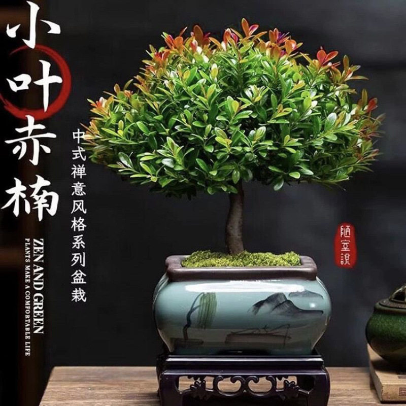小叶赤楠老桩盆景苗植物花卉微景观水培办公室内好养四季常青盆栽
