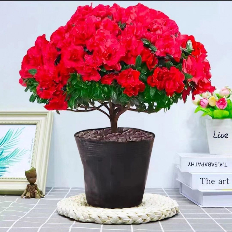 杜鹃花盆栽四季开花四季常青室内室外阳台花卉绿植盆景净化空气