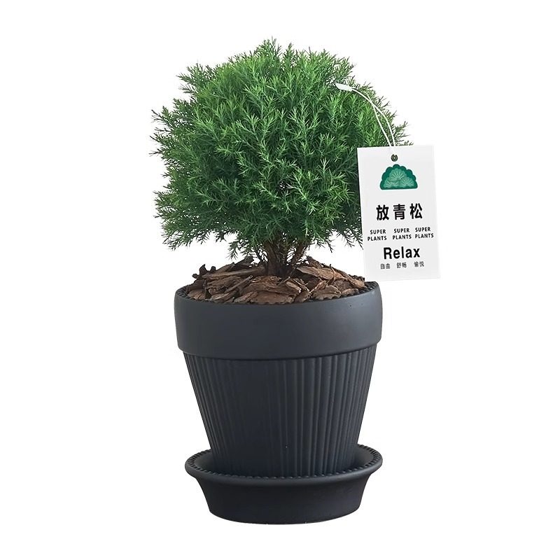 放青松雾凇盆栽客厅办公室桌面绿植小盆景四季常青好养活情绪稳定