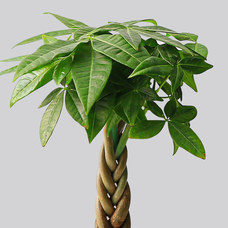 五福发财树桌面盆栽室内客厅懒人四季好养办公室盆景招财树绿植