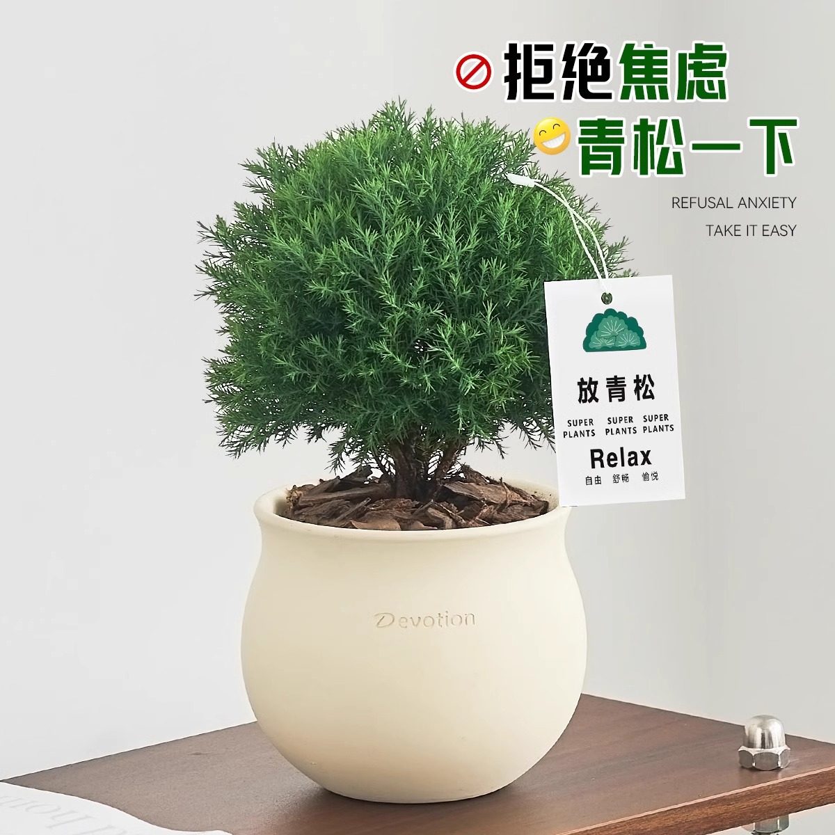 放青松雾凇盆栽客厅办公室桌面绿植小盆景四季常青好养活情绪稳定