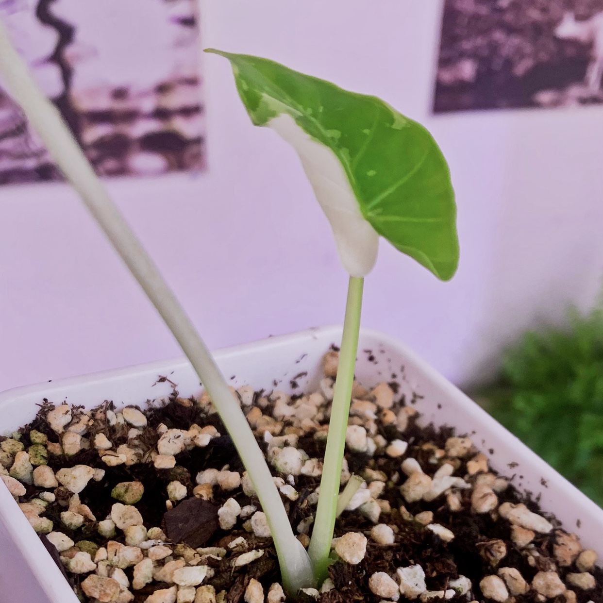 Sar雨林日本冲绳银海芋苗阴阳白锦花叶热亚天南星科热植物盆栽-图2