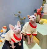 Сливки - это безволосая кошачья раковина