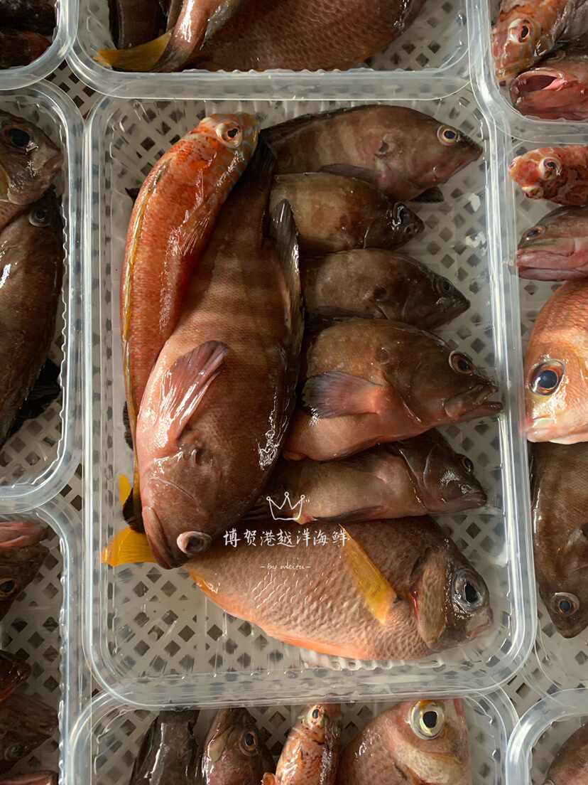 鳞鱼 新人首单立减十元 21年11月 淘宝海外